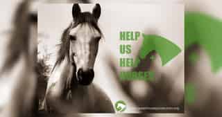 ΕΣΠΙ - Άσπρο άλογο, help us help horses