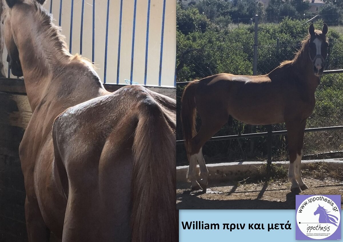 William, πριν και μετά