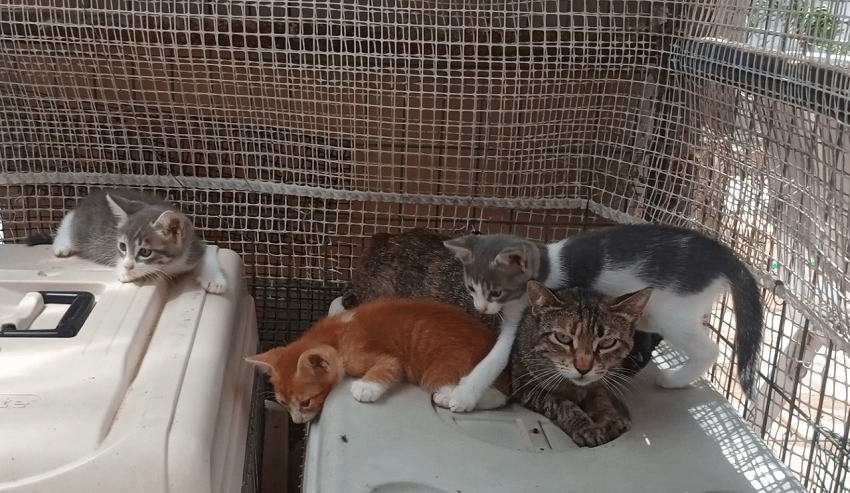 Προστατευμένες γάτες στο καταφύγιο της Προστασίας Αδέσποτων Ζώων η Αγάπη