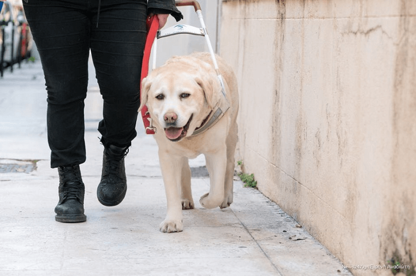 Εκπαιδευμένος σκύλος οδηγός της Σχολής Λάρα καθοδηγεί με ασφάλεια άτομο με βλάβη στην όραση