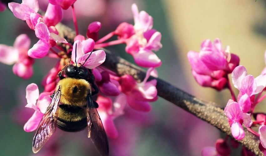 Η προστασία της μέλισσας, η σχέση του ανθρώπου και της φύσης είναι στο κέντρο της προσοχής για την Οργάνωση The Bee Camp