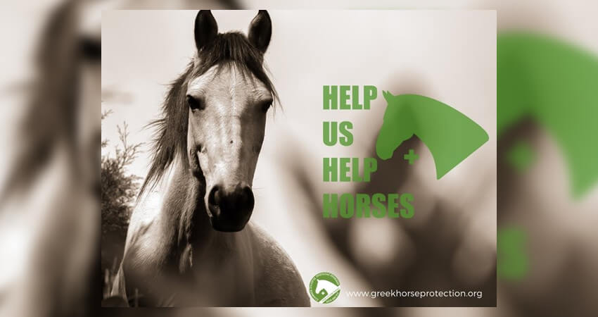 ΕΣΠΙ - Άσπρο άλογο, help us help horses