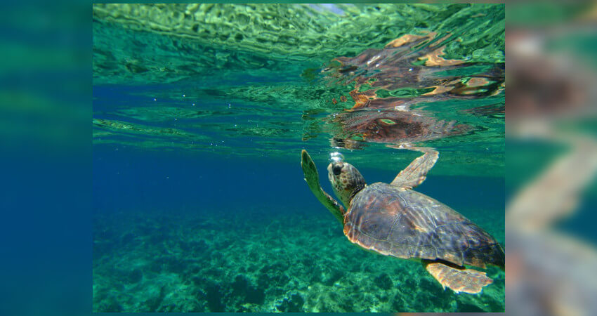 Οι θαλάσσιες χελώνες είναι αρχαίοι θαλασσοπόροι, που διασχίζουν τις θάλασσες του πλανήτη μας για πάνω από 100 εκατομμύρια χρόνια.