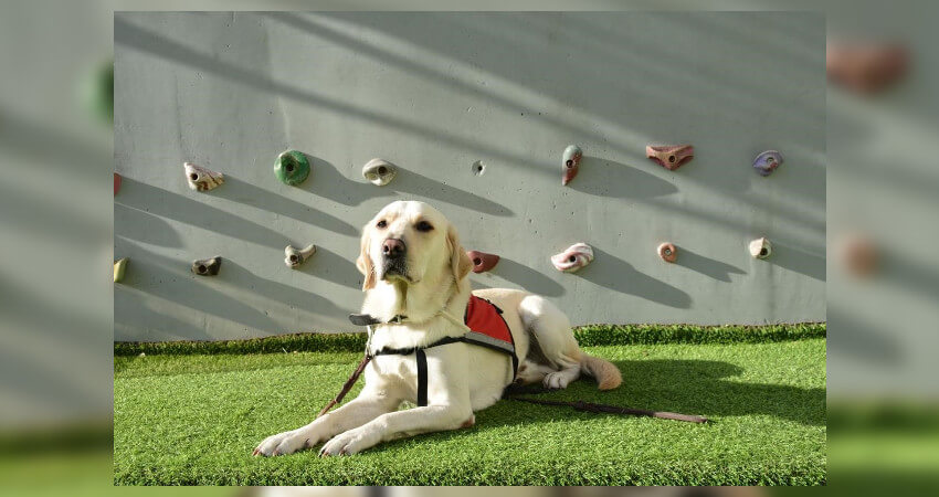 σκύλος οδηγός τυφλών φοράει ειδικό σαμάρι