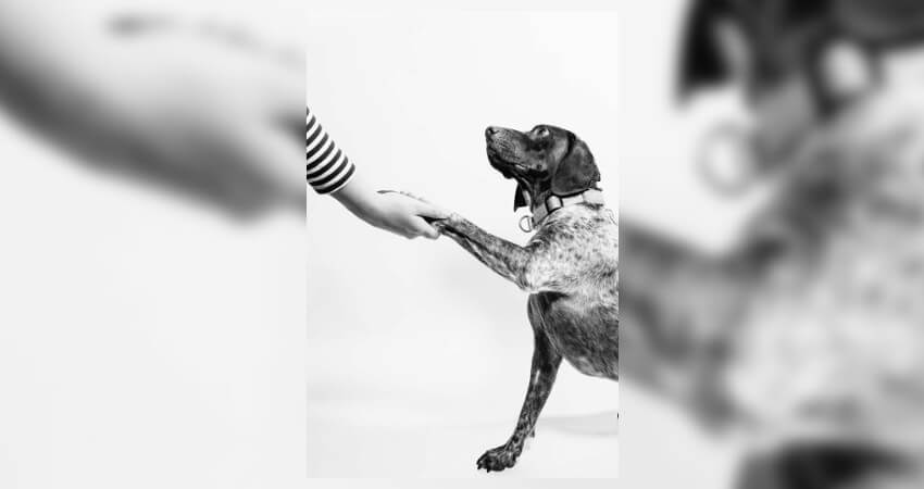 αδέσποτος σκύλος δίνει το χέρι σε λευκό φόντο