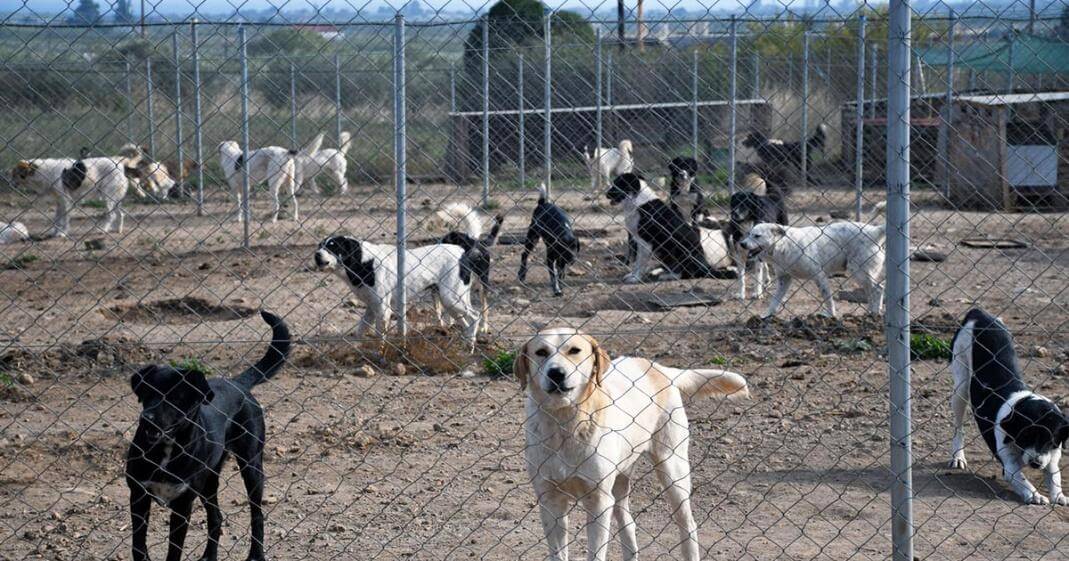 Εικόνα 3: Απολογισμός λειτουργίας καταφυγίου 2025
