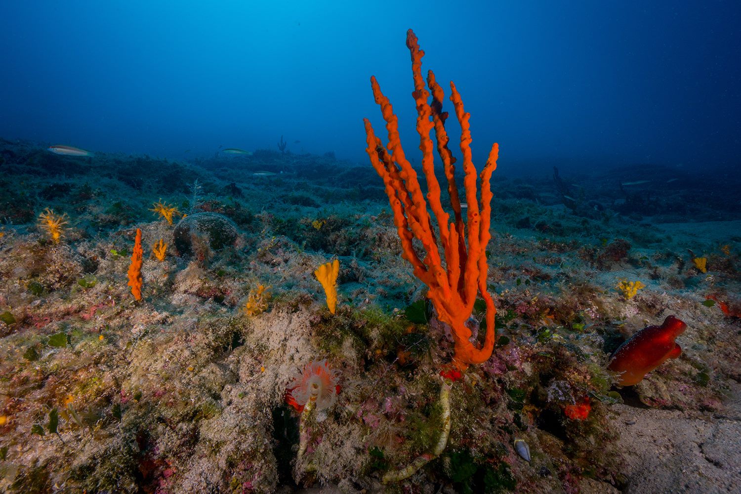 Βυθός της θάλασσας,με κόκκινα και κίτρινα κοράλια