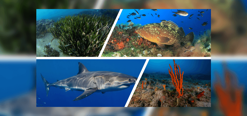 πράσινα φύκη, ψάρια διαφόρων μεγεθών, ένας καρχαρίας και ένα κόκκινο μεγάλο κοράλι και γύρω γύρω άλλα μικρότερα σε πορτοκαλί και κόκκινο χρώμα