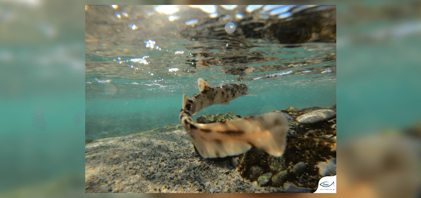 Πολύ κοντινή φωτογραφία ενός ψαριού, με μακρόστενο σώματα, χρώματος μπεζ με μαύρες “πιτσιλιές”, σε ρηχά νέρα