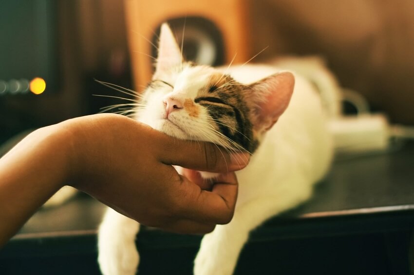 scarsgr-cat-adoption