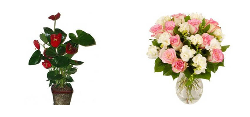Ανθούριο σε άπαιχτη τιμή και Ανθοδέσμη με τριαντάφυλλα και φρέζες σε καταπληκτική τιμή στο fyta.gr